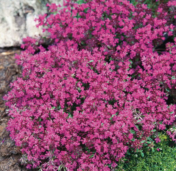 Nummiajuruoho Red Carpet At P Ul Viherkauppa