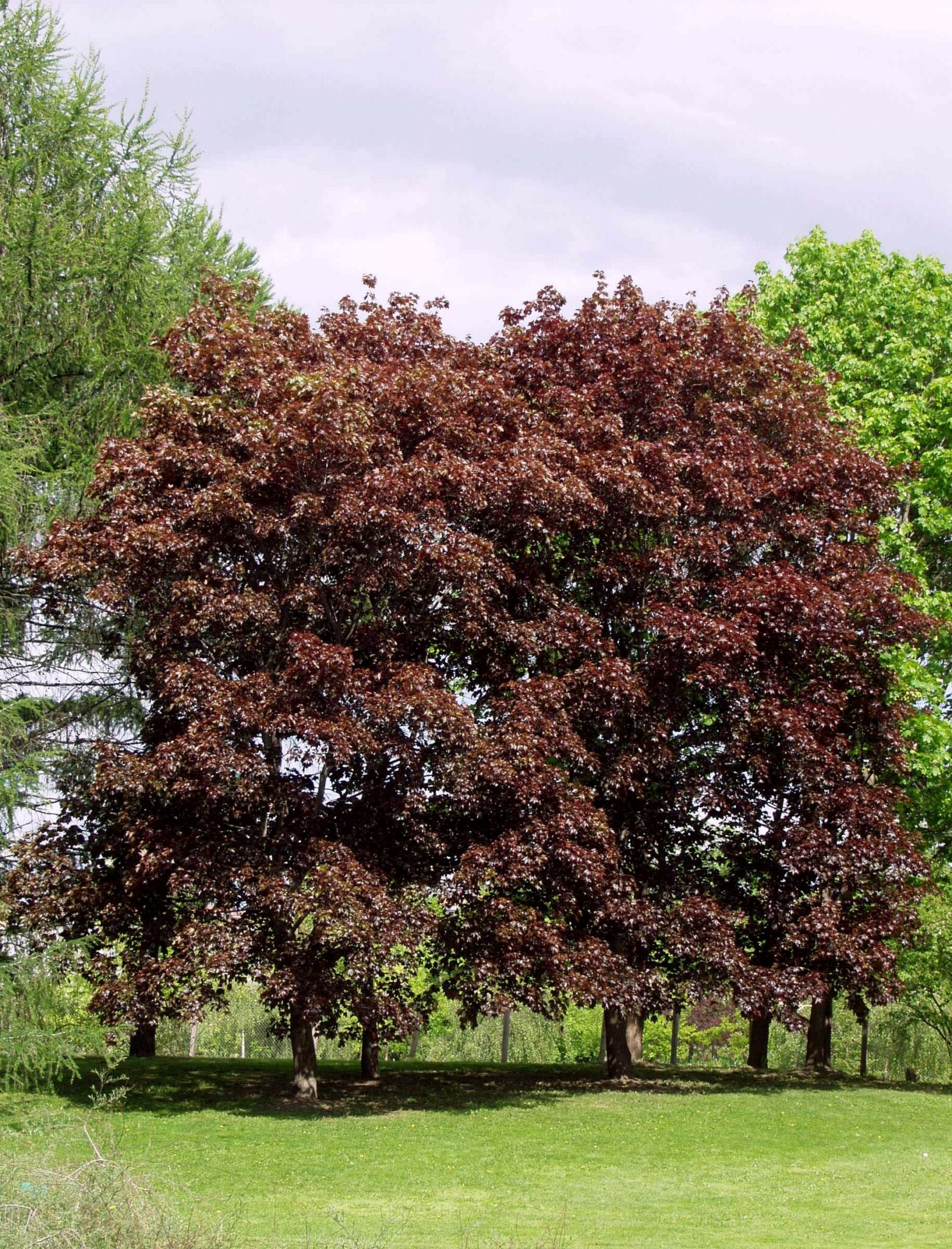 Acer platanoides (клён остролистный) 'Faassen's Black'