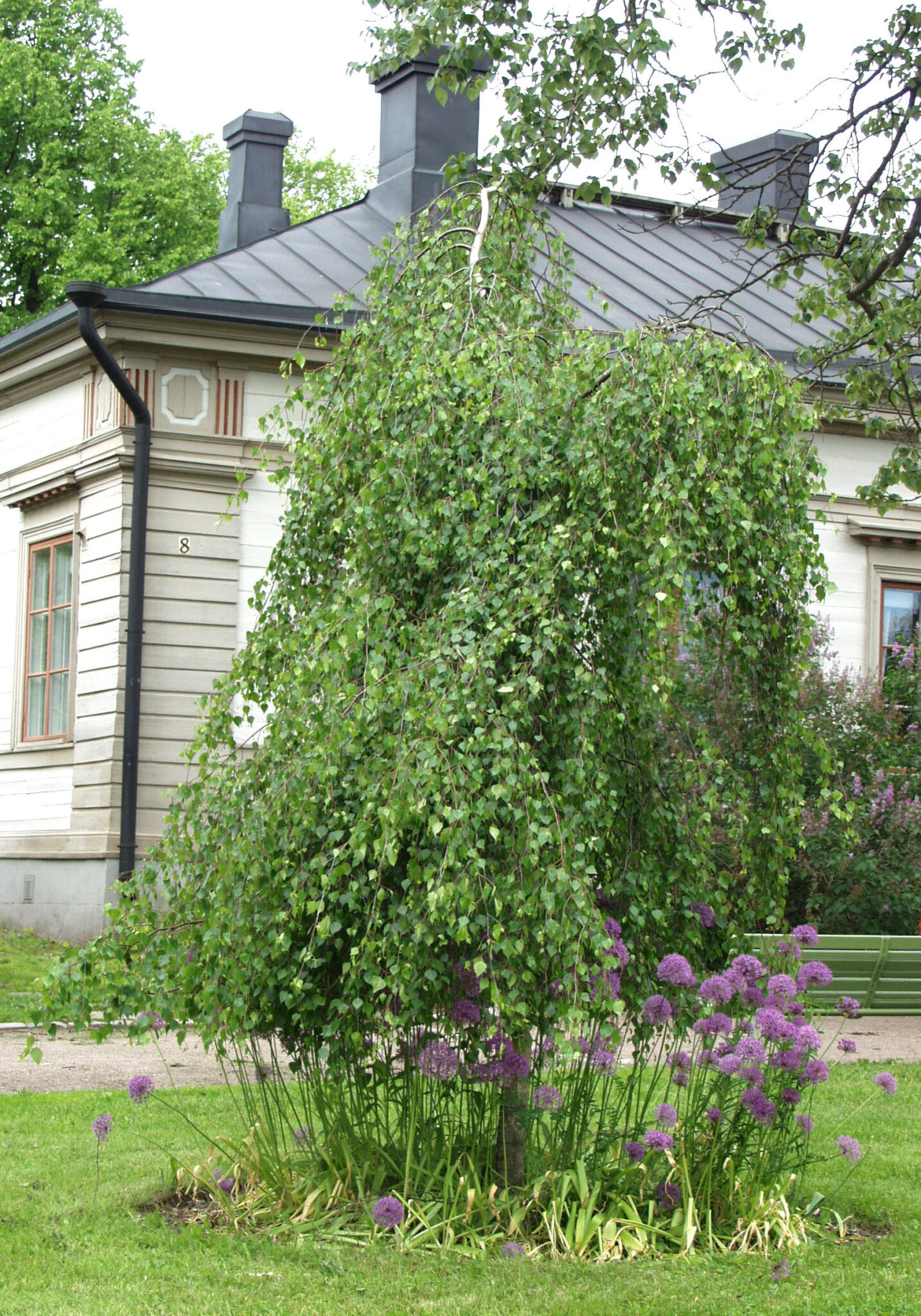 Береза повислая Бетула Пендула