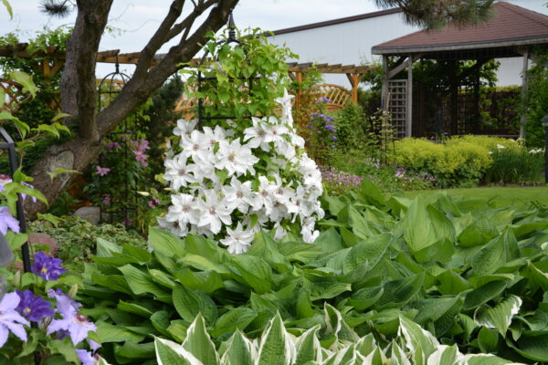 Loistokärhö 'Beautiful Bride'; At,2L,Ul