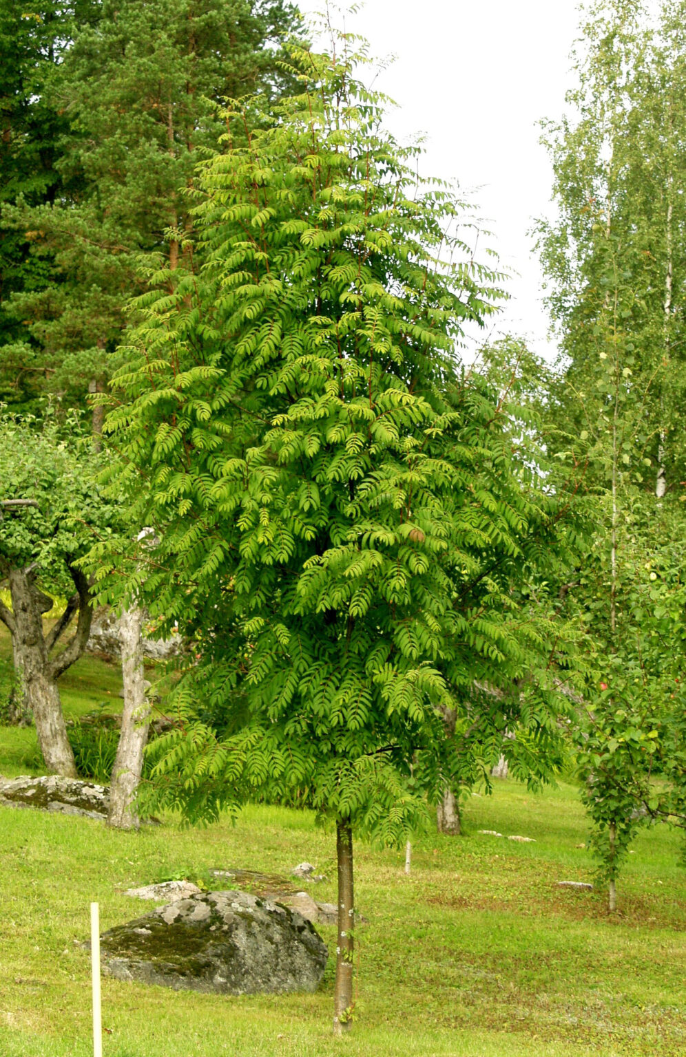 Sorbus aucuparia Fastigiata (pa)