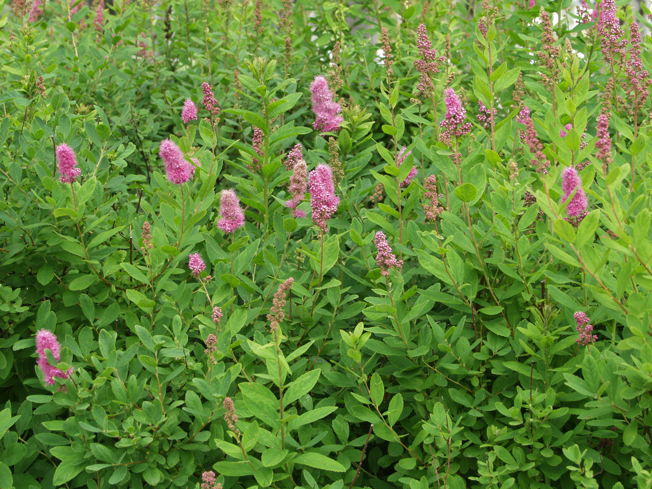 Спирея дугласа описание. Спирея Билларда Spiraea billardii. Спирея иволистная Билларда. Спирея иволистная. Спирея иволистная куст.