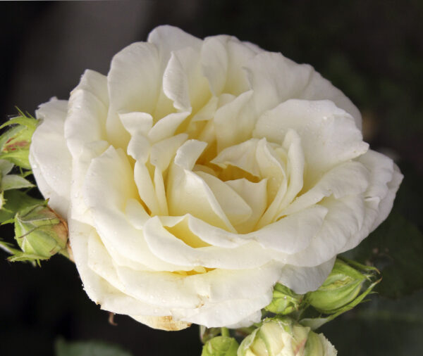 Puistoruusu 'J.P. Connell'; At 2L,Ul