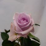 Kotimainen Ali-Marttilan lila pitkä ruusu.