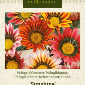 Keltatimanttikukka 'Sunshine'