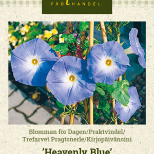 Kirjopäivänsini 'Heavenly Blue'