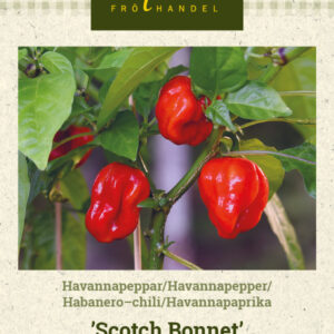 Havannapaprika 'Scotch Bonnet'