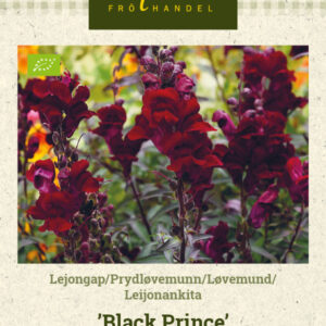 Leijonankita 'Black Prince'