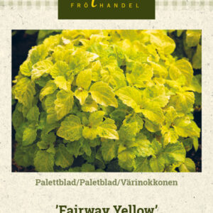 Värinokkonen 'Fairway Yellow'