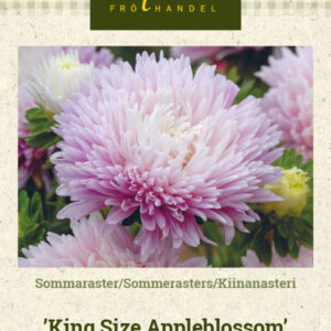 Kiinanasteri 'King Size Appleblossom'