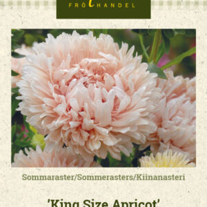 Kiinanasteri 'King Size Apricot'