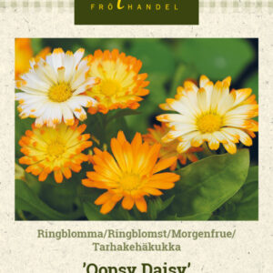 Tarhakehäkukka 'Oopsy Daisy'