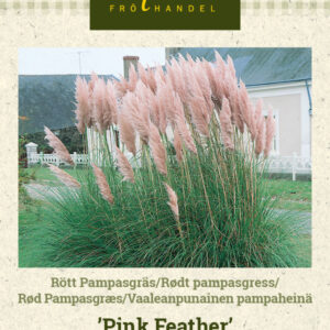 Pampaheinä vaaleanpunainen 'Pink Feather'