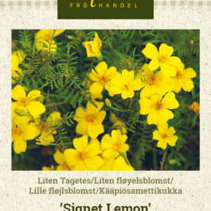 Kääpiösamettikukka/Liten fløyelsblomst/Appelsintagetes/Kääpiö