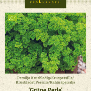 Kähäräpersilja 'Grüne Perle'