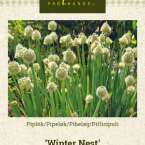 Pillisipuli 'Winter Nest'