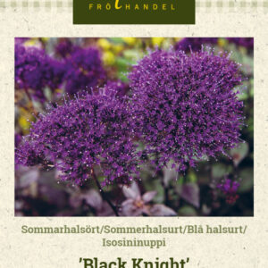 Isosininuppi 'Black Knight'