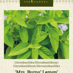 Sitruunabasilika 'Mrs. Burns' Lemon'