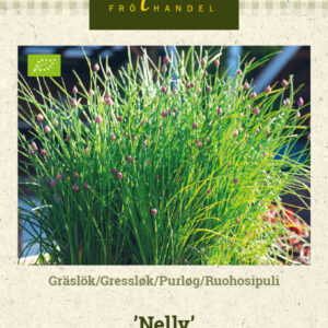 Ruohosipuli 'Nelly'