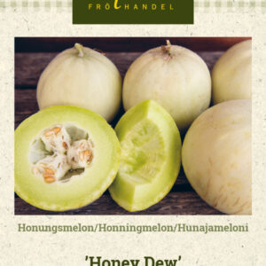 Hunajameloni 'Honey Dew'