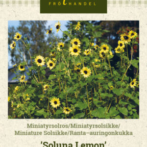 Ranta-auringonkukka 'Soluna Lemon'