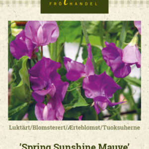 Tuoksuherne 'Spring Sunshine Mauve'