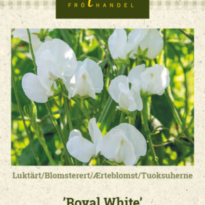 Tuoksuherne 'Royal White'