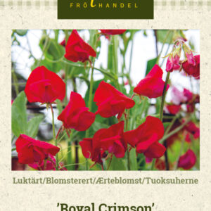 Tuoksuherne 'Royal Crimson'