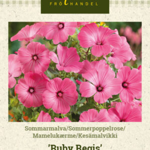 Kesämalvikki 'Ruby Regis'