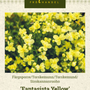 Sirokannusruoho 'Fantasista Yellow'