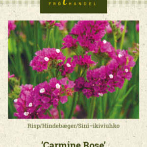 Sini-ikiviuhko 'Carmine Rose'