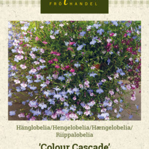 Riippalobelia 'Colour Cascade'