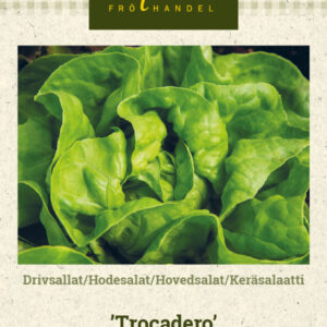 Keräsalaatti 'Trocadero'