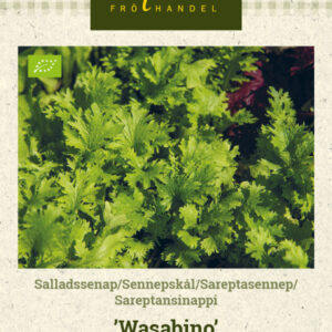 Sareptansinappi 'Wasabino'