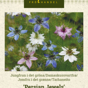 Tarhaneito 'Persian Jewels'