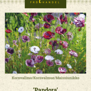 Silkkiunikko 'Pandora'