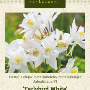 Jaloakileija F1 'Earlybird White'