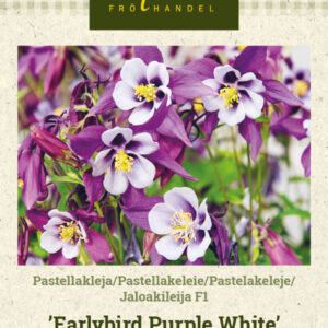 Jaloakileija F1 'Earlybird Purple White'