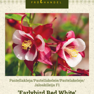 Jaloakileija F1 'Earlybird Red White'