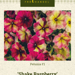 Petunia F1 'Shake Raspberry'