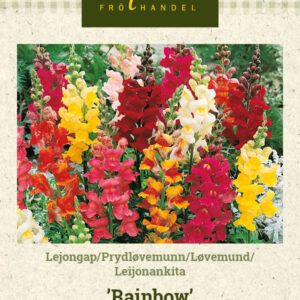 Leijonankita 'Rainbow'