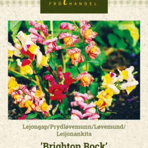 Leijonankita 'Brighton Rock'