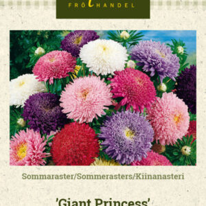 Kiinanasteri 'Giant Princess'