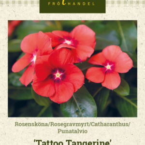 Punatalvio 'Tattoo Tangerine'