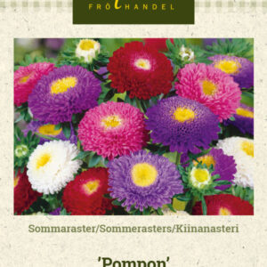 Kiinanasteri 'Pompon'