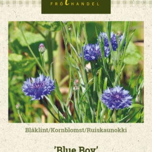 Ruiskaunokki 'Blue Boy'