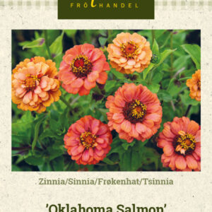 Tsinnia 'Oklahoma Salmon'