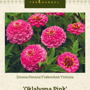 Tsinnia 'Oklahoma Pink'