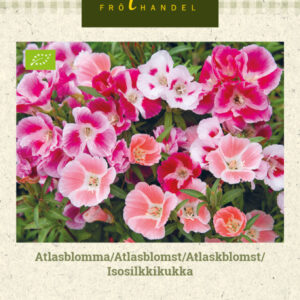 Isosilkkikukka