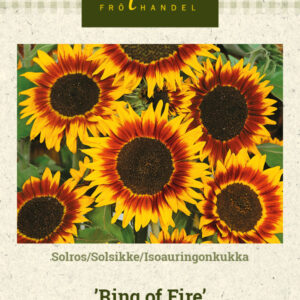 Isoauringonkukka 'Ring Of Fire'